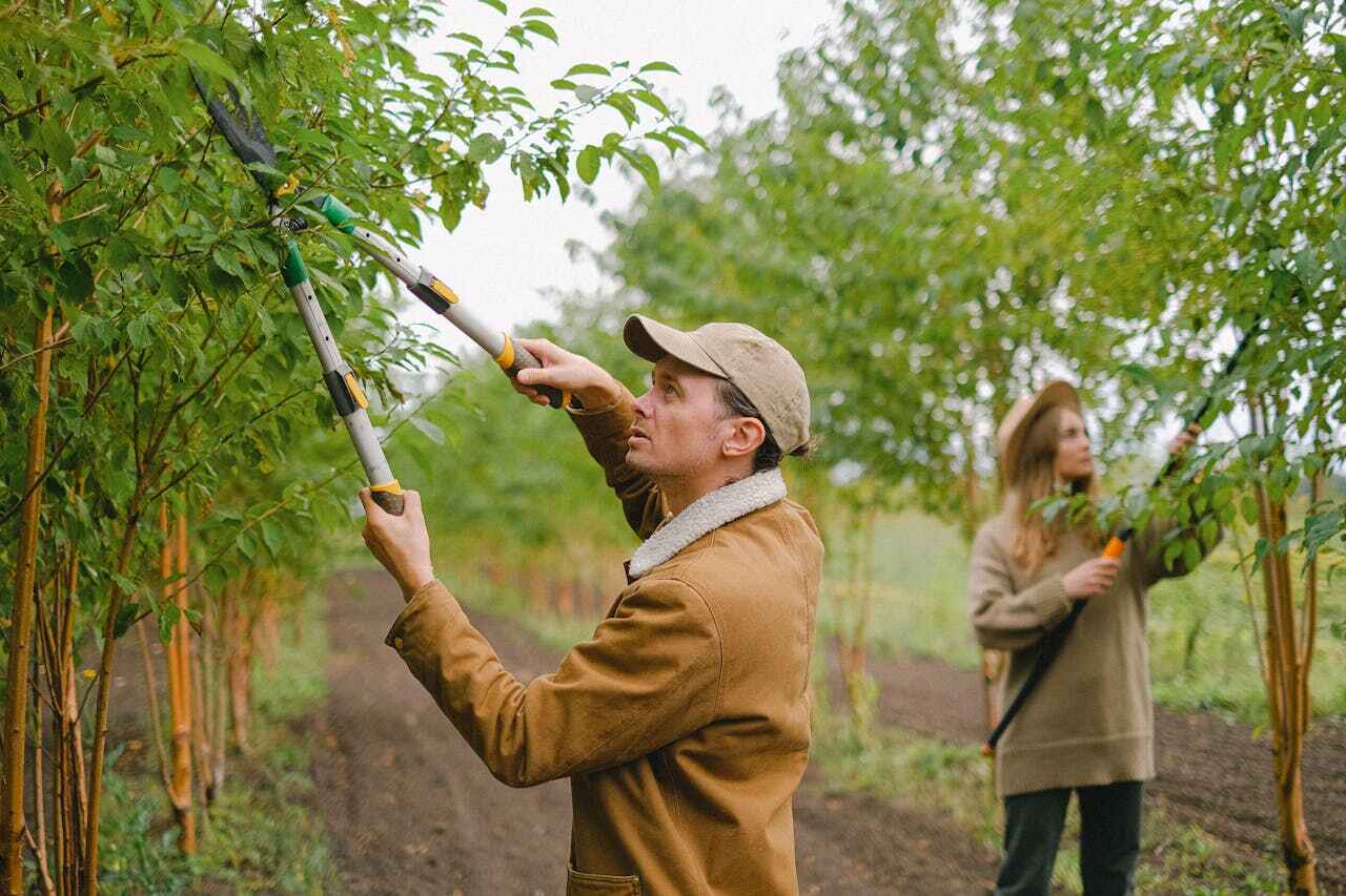 Best Tree Branch Trimming  in USA